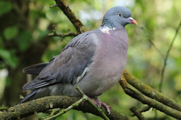 Closeup shot of a pigeon in its natural habitat