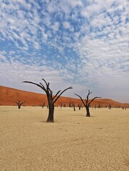 Natural view of dead trees on the desert landscape under a cloudy sky in Namibia, Southern Africa