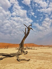 Dead tree on the desert landscape under a cloudy sky in Namibia, Southern Africa