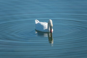 elegant white mute swan in clear blue water with reflection