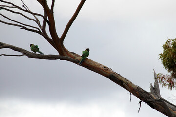 parrot (australian ringneck) is a parrot in australia