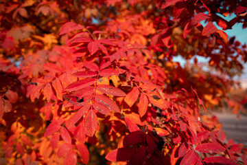 autumn red rowan leaves
