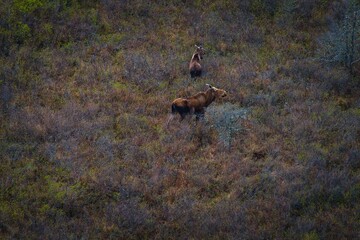 Aerial view of majestic Alaska moose in a field of grass and shrubs