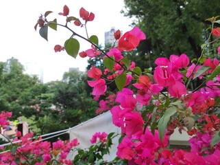 Paper flowers or bougenville are blooming beautifully in the garden