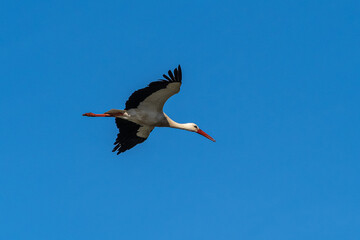European white stork, Ciconia ciconia flying at Los Barruecos, Malpartida de Caceres, Extremadura,...