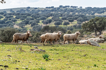 Naklejka na ściany i meble Sheeps grazing on a green meadow at Membrio, Extremadura in Spain