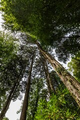 Fototapeta premium Low angle shot of tall trees in Sintra, Portugal