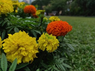 Tagetes erecta,Mexican marigold is a flowering annual herb belonging to the Asteraceae family
