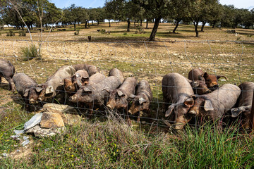 Iberian pigs grazing among the oaks on the fields at Membrio, Extremadura in Spain