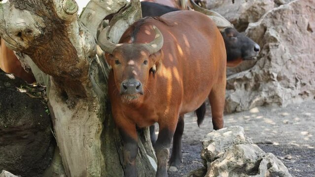 The African Forest Buffalo, Syncerus Caffer Nanus, also known as the Dwarf Buffalo or the Congo Buffalo