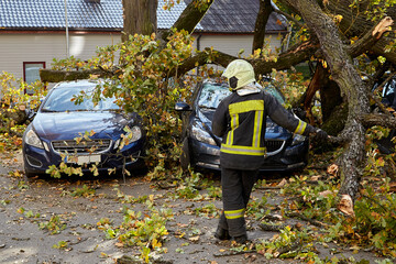 a strong wind broke a tree that fell on a cars parked nearby
