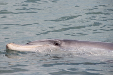 wild dolphin at shark bay in australia