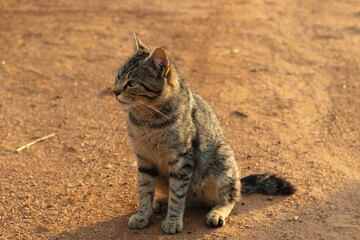 Stunning grey tabby cat sitting and looking sideways with its tongue out during the golden hour - Gato malhado cinza sentado e olhando de lado com a língua para fora