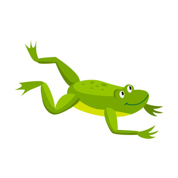 Green frog flying in a jump. Cartoon vector illustration. Leaping toad on white background. Funny water animal. Nature, movement, amphibia, reptile, fauna concept for design
