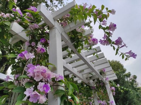 Mansoa alliacea, or garlic vine, is a species of tropical liana in the family Bignoniaceae.