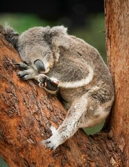 Vertical shot of a cute koala (Phascolarctos cinereus) hugging a tree and sleeping on it