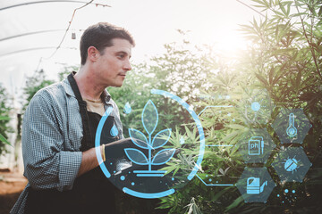 Cannabis farm IoT(Internet of Things)smart agriculture industry 4.0,5.0 concept.farmer working in...