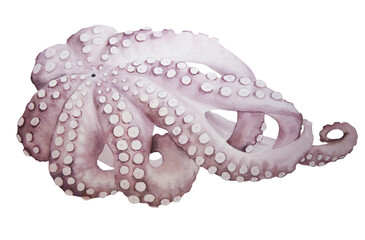 Watercolor illustration of octopus isolated on white background