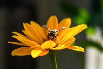 Bee and flower. Close up of a large striped bee collecting pollen on a yellow flower on a Sunny ...