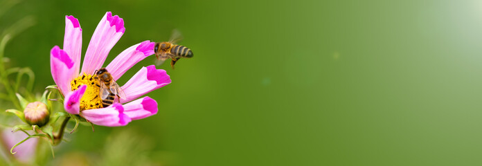 Bee and flower. Close-up of a large striped bee flying on a pink flower and to collect pollen and honey. Macro horizontal photography. Banner
