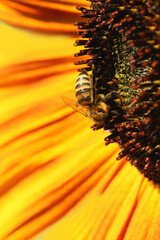 Bee and flower. Close up of a large striped bee collecting pollen on a yellow sunflower on a Sunny  day. Macro photography. Summer and spring backgrounds