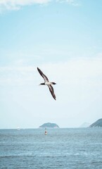 Fototapeta na wymiar Vertical shot of a Brown booby bird soaring in the air above the blue ocean