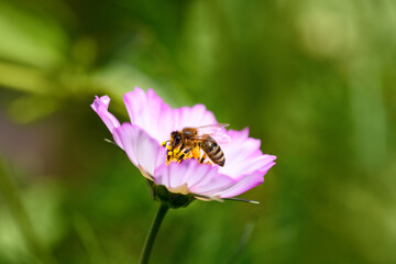 .Bee and flower. Close up of a large striped bee collects pollen on a pink Cosmea (Cosmos) flowers. Macro horizontal photography. Summer floral background