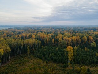 Aerial shot of trees in a forest changing colors for the autumn season under a cloudy sky