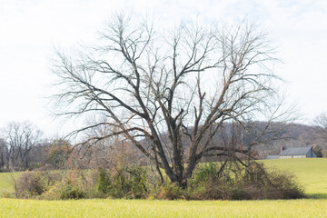 This beautiful bare tree is in the middle of this field. I love the look of this with the branches missing the leaves. This is during the Fall season and the tree is slipping into it's Autumn slumber.