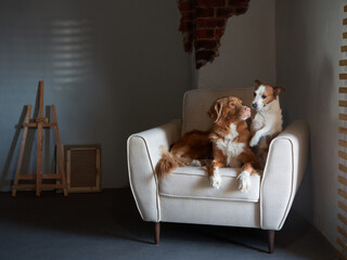 two dogs Nova Scotia Duck Tolling Retriever and Jack Russell Terrier at Home