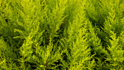 green christmas pine,beautiful christmas pine,pine without christmas decoration, christmas tree without decoration