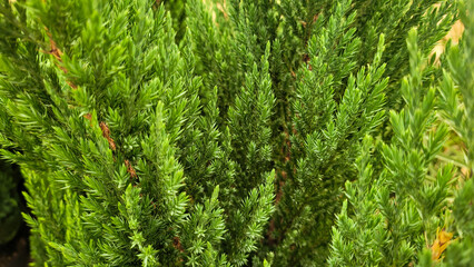 green christmas pine,beautiful christmas pine,pine without christmas decoration, christmas tree without decoration