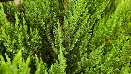 green christmas pine,beautiful christmas pine,pine without christmas decoration, christmas tree without decoration