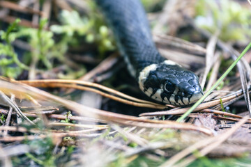 A non-venomous snake crawls in green grass. Natrix natrix, grass, ringed or water snake tasting the air among leaves