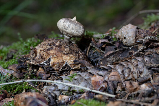 Atypical mushrooms - Geastrum pectinatum mushroom between dark leaves