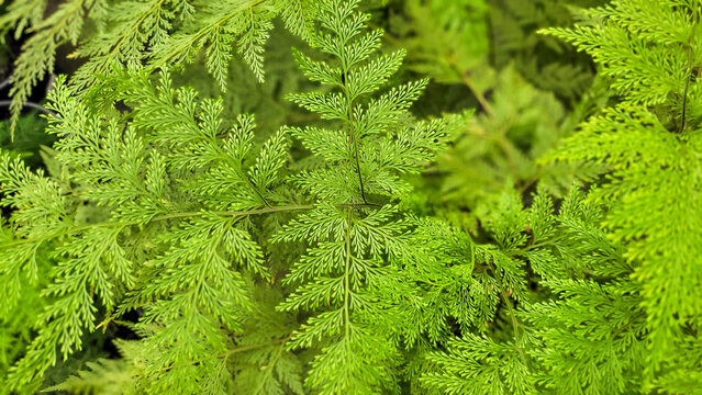 green foliage of fern with top image view