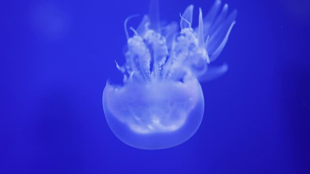 Beautiful White Jellyfishes Swimming in Blue Aquarium.