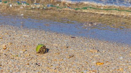 砂浜のヤドカリ　沖縄