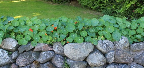 Stone wall and orange flowers of Garden Nasturtium in the park