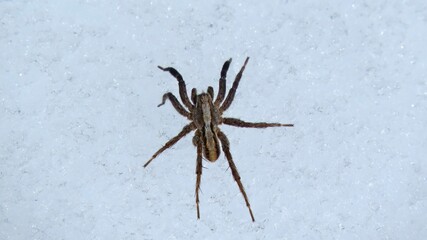 Closeup shot of a hairy spider on the snow