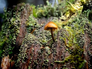 Closeup shot of a Galerina (saprotrophic mushroom)