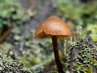 Closeup shot of a Galerina (saprotrophic mushroom)