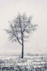 Fototapeta na wymiar snow covers the ground and trees in winter in foggy weather