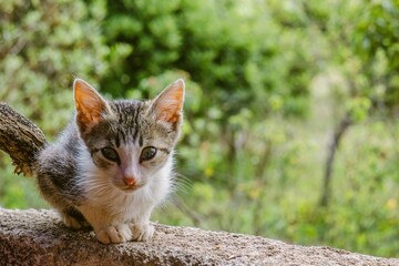 Closeup shot of a Ceylon cat sitting on a tree trunk with a blurred background - obrazy, fototapety, plakaty