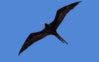 Frigate bird with wide spread wings spanning across the canvas - blue sky background