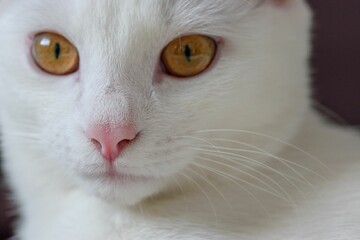 Closeup shot of a cute white cat