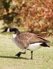 Vertical closeup of a Canada goose grazing in a park covered in autumn foliage