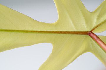 Close up of Philodendron Florida Ghost variegated leaf and red petiole with isolated white...