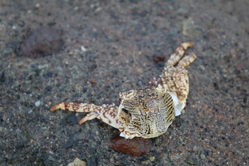 crab on the sand