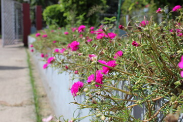flowers bud in the garden in summer